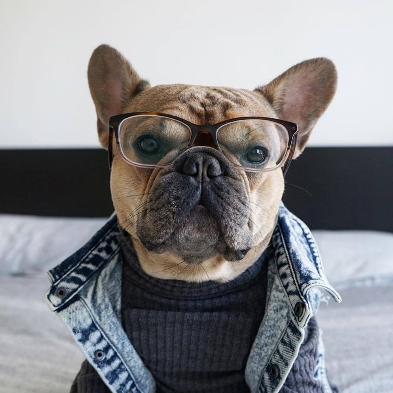 Dog Denim Jacket