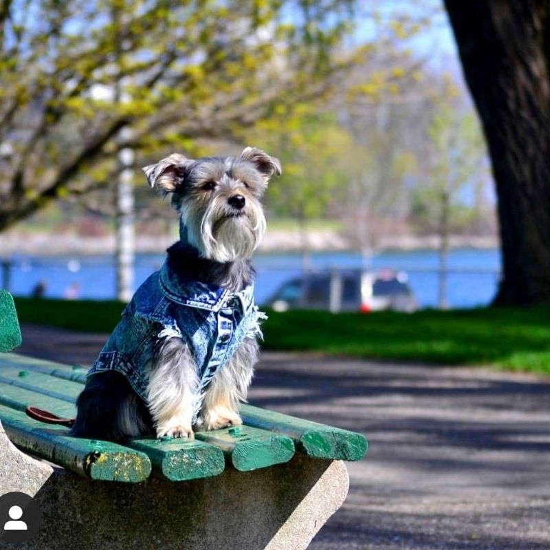 Dachshund denim clearance jacket