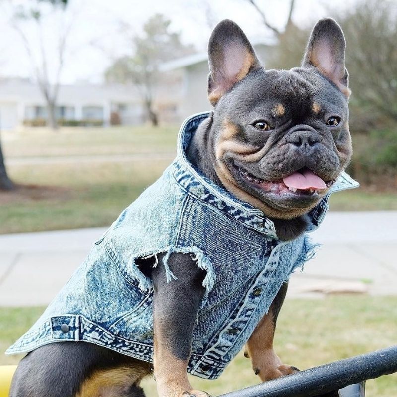 Chewy V Denim Dog Jacket  Trendy Outerwear for Your Pet