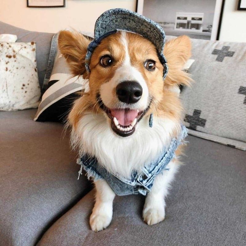 Dog Denim Jacket