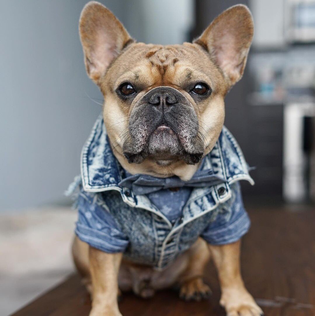 Dog Denim Jacket